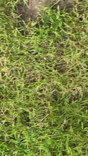 Walking Barefoot on the Grass
