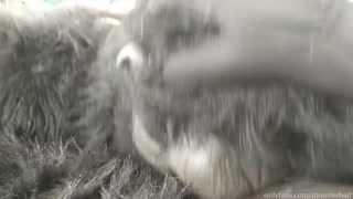 Do You Want a Banana?