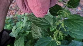 Nettle torments for the little sissy cock
