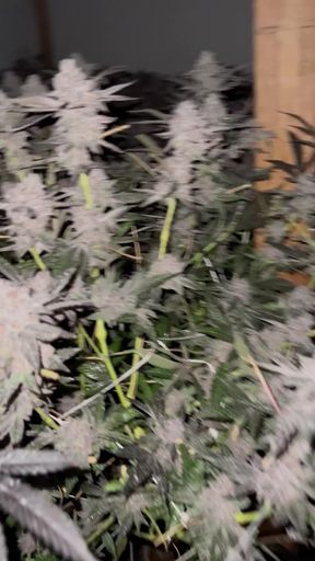 Cannabis Grow Room