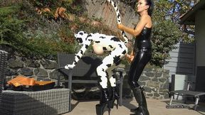 Latex Cow Inspected And Fucked Stage 2 (MP4)