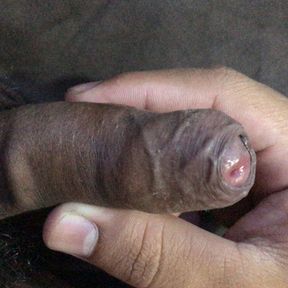 a small penis of a young man who likes to cum