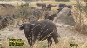 Japanese Girl travels to Africa for Fuck with Black man