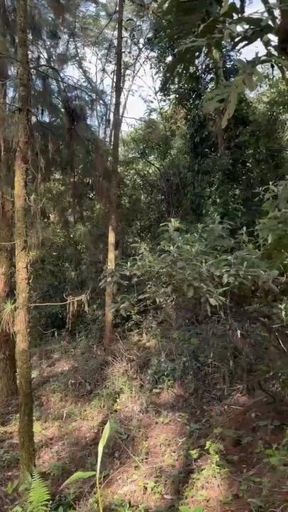 fairy demon is hot to suck your cock