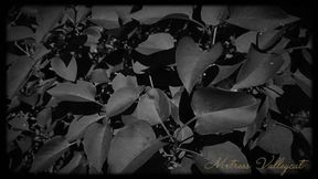 Seven Days To Be My Slave