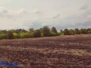 Cum in my panties in a sunflower field