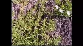 Real housewife gets huge black cock in heat