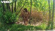 FOUND A SOLO FEMALE EBONY BROWN SKIN WALKING NAKED IN THE JUNGLE OUTSIDE