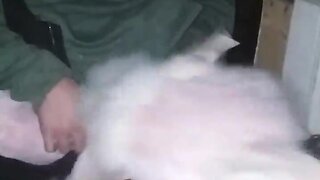 Me shagging my bunny in my friends shed