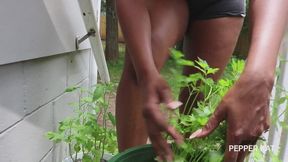 Hoeing in the Sun: Harvesting Herbs