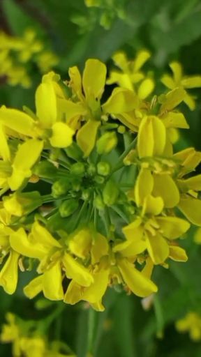 Bengali Wife First Time Video - Wet Pussy fingering 2026   Clip 3