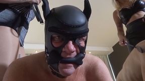 Pet Dressage - 1 - HD
