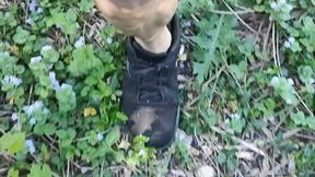 Tempest is walking around in back yard