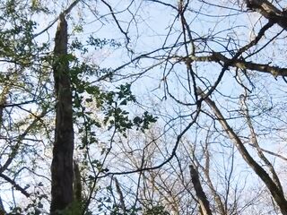 cadenas testicule nue devant le teach