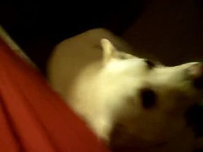 Mexican ex gf mature sexy hairy milf