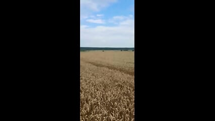 Olya Protsel, all this is for you in the wheat field!