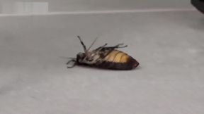 Linda crushing roaches under sharp black leather high heels.
