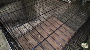 Oriental cutie with big bush serves it up while tied up