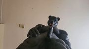 Big black muscle bear cums hands free