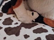 Elastrator Play w/ @Angrybarks