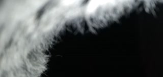 Ex Moccasins Stockings Inshoe