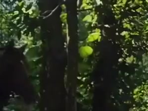 Best BDSM, Brazilian xxx video