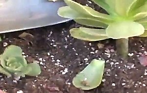 Milf pov kitty lee: free blonde  ad