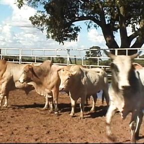 Cowboy stud drills blonde hottie&rsquo;s ass in a barn after riding