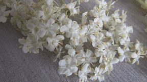 Trampled elder flowers with bare feet d