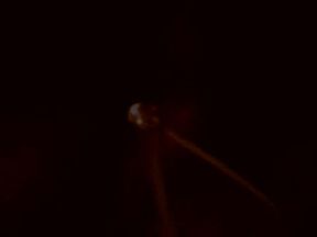 Canadian virgin getting fucked bareback for the first time