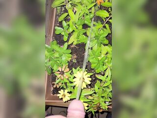 Watering The Planter! 2《4k》