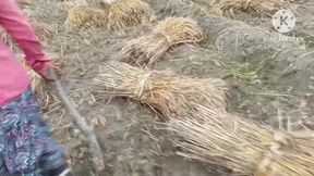 Wheat Harvesting Female Laborer's Pussy Was Fucked in Doggy Style