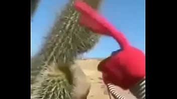 Un cactus hace gemir a Bodoque