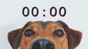 10 Minute dd Timer for School and Homework Dog Bark Alarm dfwefSoundhh