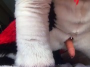 Husky Fursuit Cumshot