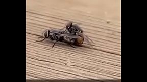 Moscas safadas ao som envolvente