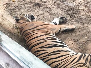 The Tigers of Saigon