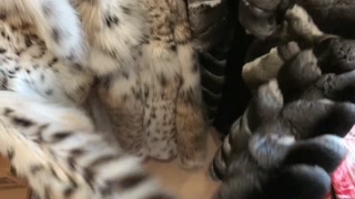Double luxury fur fan