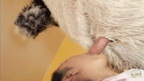 Wild yeti dude's loud noises matched enthusiastic cumsucking session on massive prick