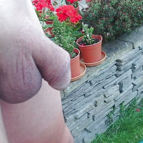 pissing in the garden