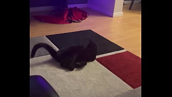 Goblin chasing his tail like he&rsquo_s still a kitten  ⬛