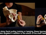 Penis Ligaments and Erection Angle: Prop demonstration stretching explained