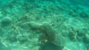 Ignored by turtles