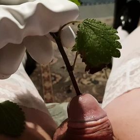 Sounding my tiny sissy cock with stinging nettles and pissing on my sofa.