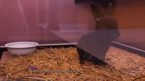 Being a Dik 0.8.1 Part 241 Walk of Shame by Loveskysan69