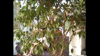 Muie, sex în trei, fute, mâncă păsărică – Trio anal pentru o fată matură MILF cu părul colorat