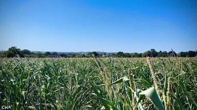 Verified Couple Farmer Teases In The Corn Field All Cum No Porn Cinematic Rural Landscape