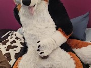 How long can you ride the edge of an orgasm for? One daring dog ventures to find out...