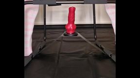 femboy knot fucked by rex on erotic chair