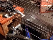 Relentless anal plowing of a restrained rubber gimp in a cage, locked in chastity and gagged